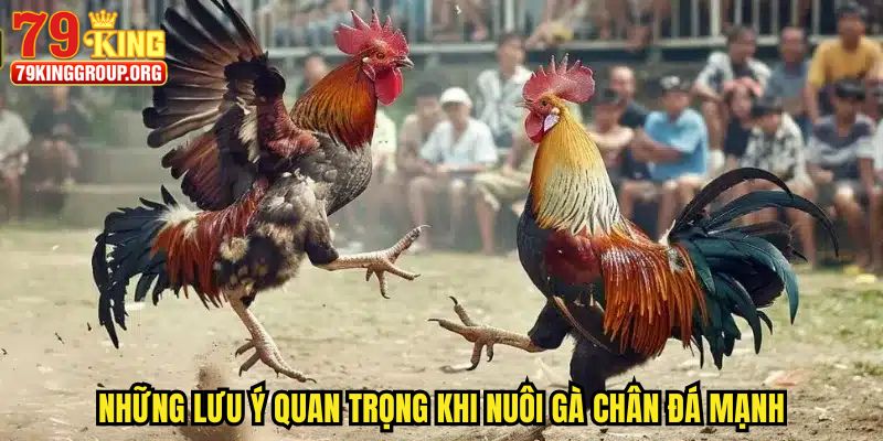 Cách Nuôi Gà Đá Chân Mạnh- Hướng Dẫn A - Z Cho Người Nuôi 4 Những lưu ý quan trọng khi nuôi gà chân đá mạnh